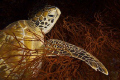   Green Turtle resting Sipadan Borneo. world class turtles. red colour the black background give shot great contrast. Taken natural light then corrected blue hue. Borneo turtles contrast hue  